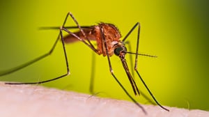 This is the Avatar Image for the Mosquito AI Voice and Text to Speech Generator